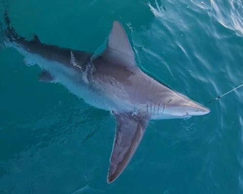Shark Fishing Florida